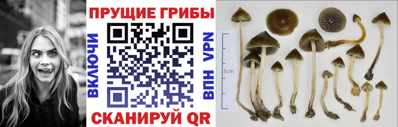 Псилоцибиновые грибы MAGIC MUSHROOMS  Белебей 